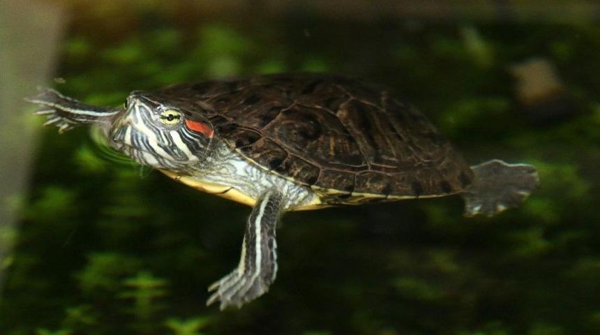 Barınaktaki Papağan Ve Su Kaplumbağası Yuva Arıyor