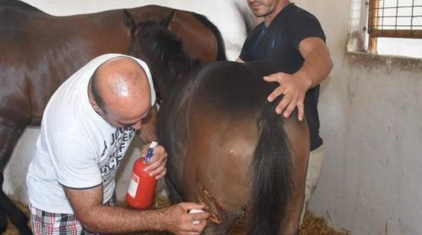 Silivri'de At &Ccedil;iftlikleriyle Ağıllara Kurt Saldırısı Endişesi