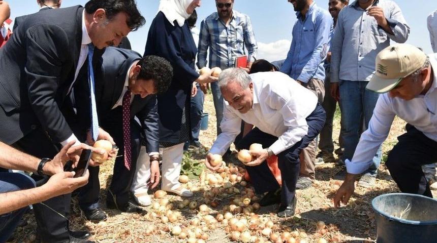 Bakan Fakıbaba, Tarım İş&ccedil;ileriyle Birlikte Soğan Topladı