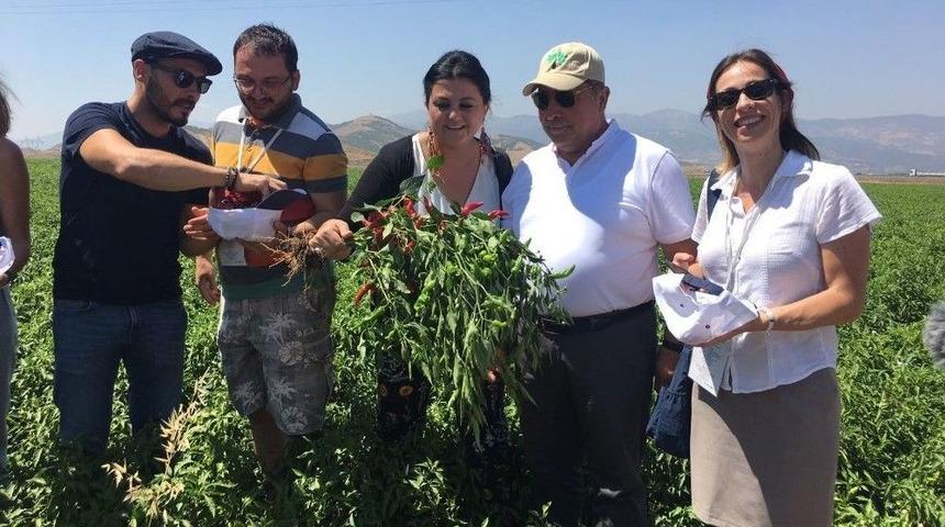 B&uuml;y&uuml;kşehir&rsquo;in Dağıttığı Biber Fidelerinin Hasadı Başladı