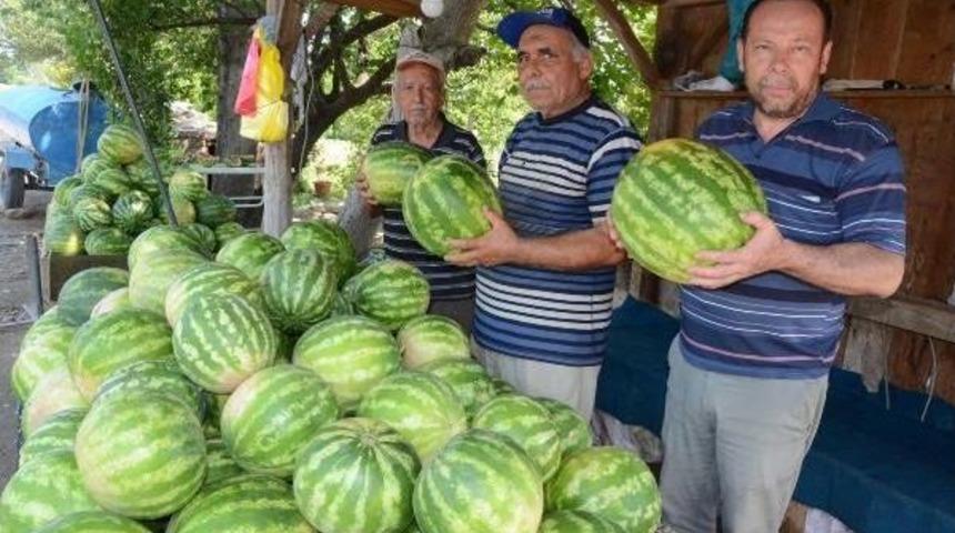 Karpuz Para Etmeyince Tarlada Kaldı