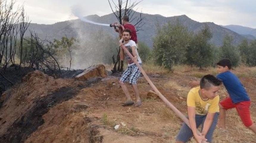 Nazilli'de Zeytinlik Yangını