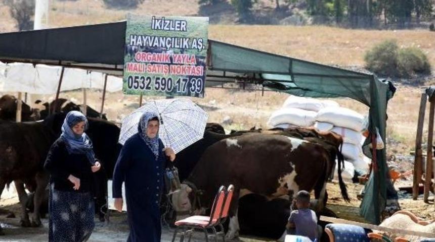 Otomobil Fiyatına Kurbanlık