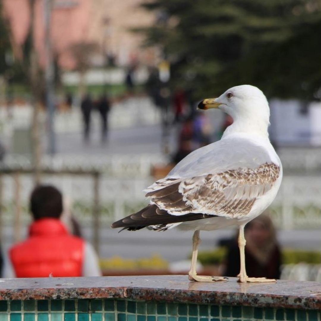 (&ouml;zel Haber) Boğaz&rsquo;ın Simgesi Martıların Balık Ziyafeti Kamerada