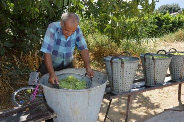 Üretici Üzümlerini Kurutmaya Başladı