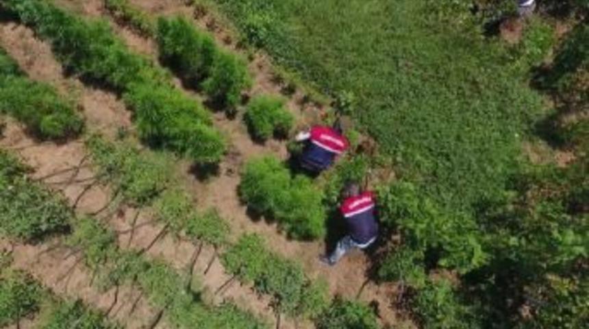 Jandarmadan Dronelu Uyuşturucu Operasyonu