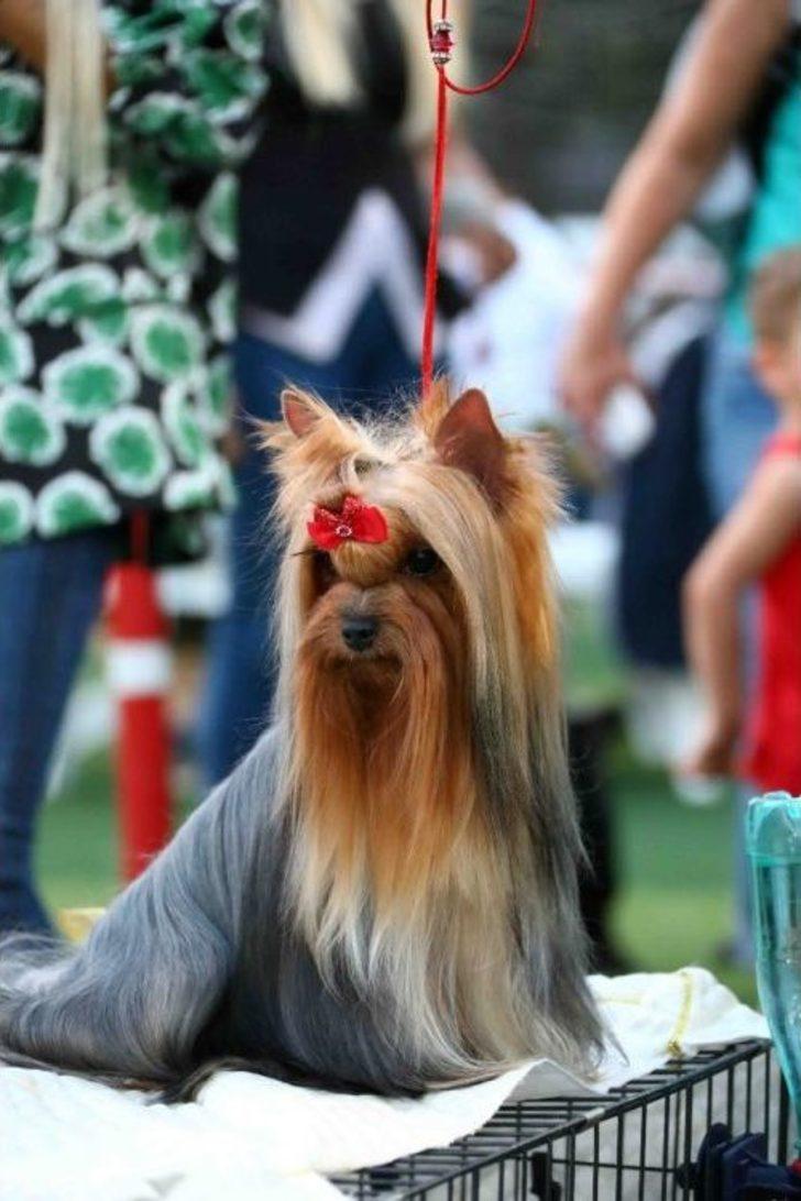 Bayraklı’da Köpek Irkları Yarıştı G3