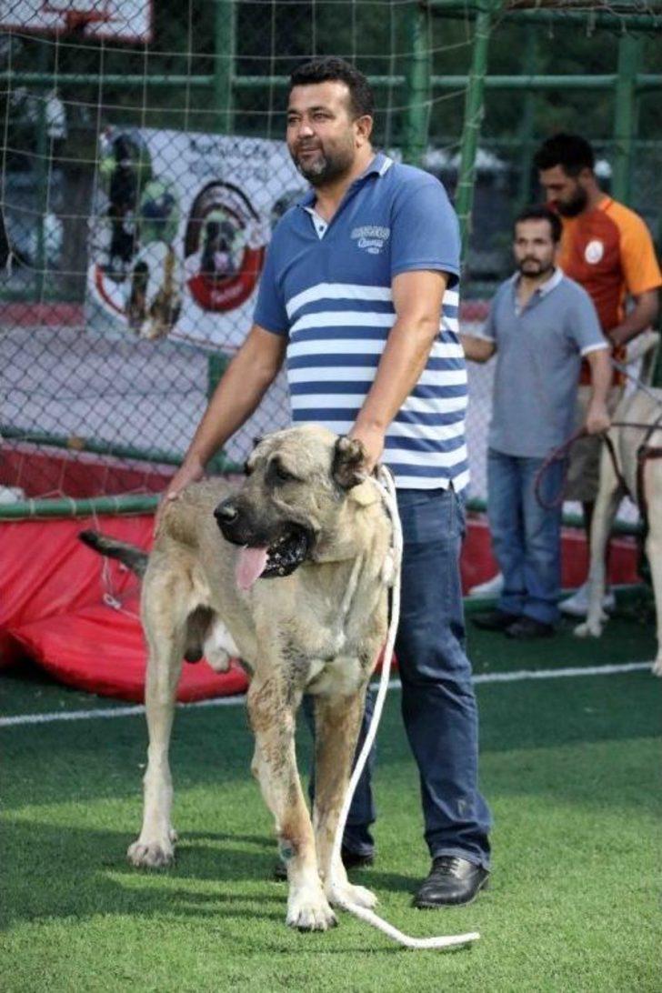 Bayraklı’da Köpek Irkları Yarıştı G4