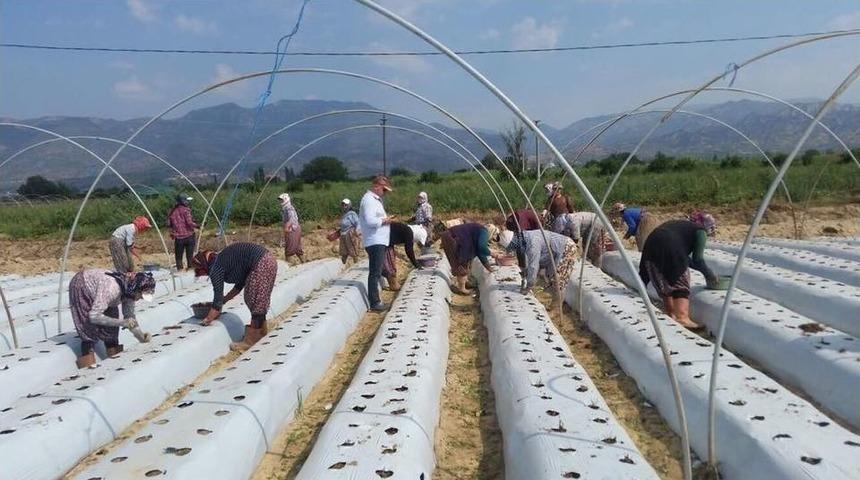 Aydın’da Çilek Fidelerinin Dikimine Başlandı