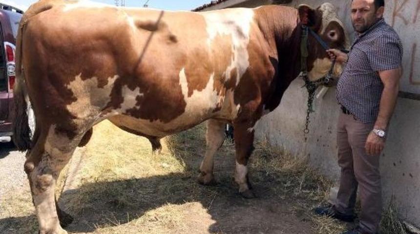1 Ton 352 Kiloluk Boğa 28 Bin Liraya Alıcı Bekliyor