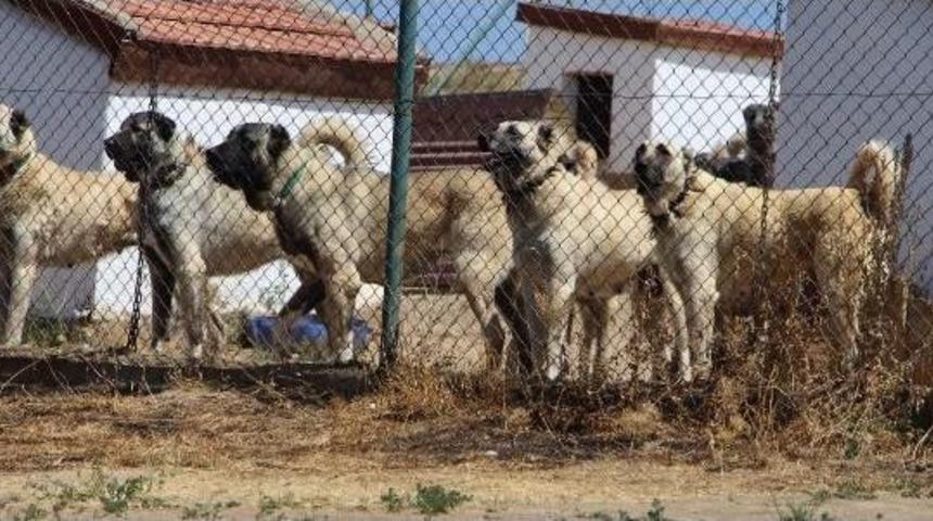 Polisin Toplumsal Olaylarda 'kangal' K&ouml;peği Olacak