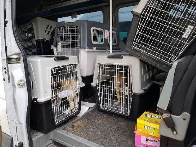 Polisin Toplumsal Olaylarda 'kangal' Köpeği Olacak