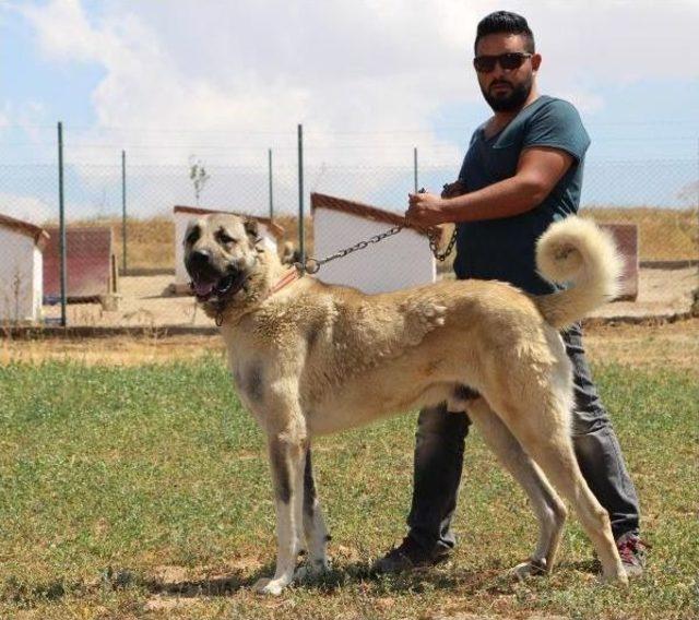 Polisin Toplumsal Olaylarda 'kangal' Köpeği Olacak