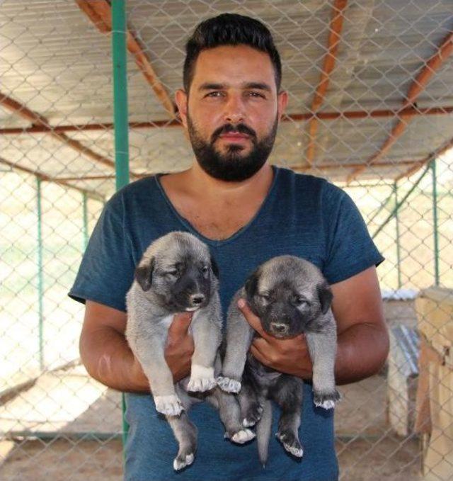 Polisin Toplumsal Olaylarda 'kangal' Köpeği Olacak