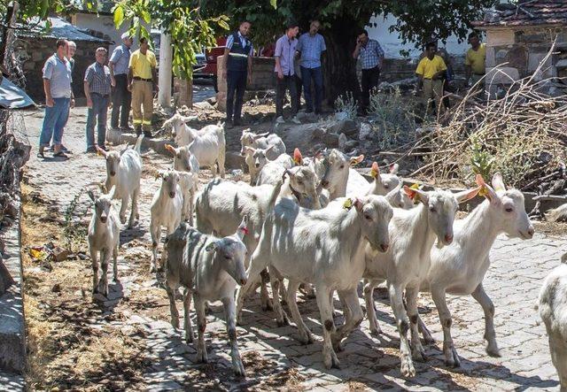 Orman Köylülerine Keçi Desteği