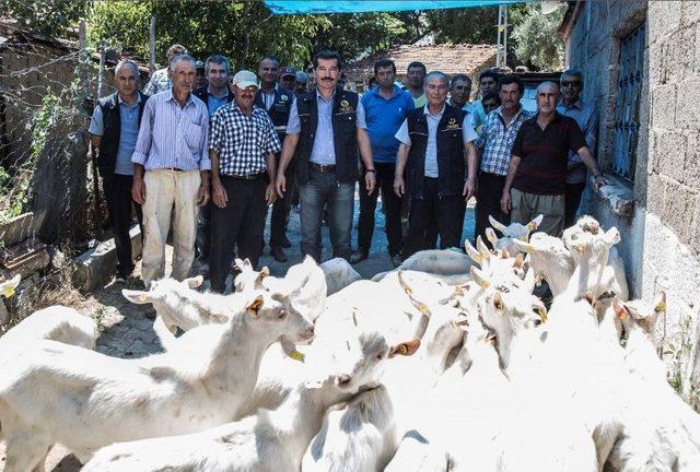 Orman Köylülerine Keçi Desteği