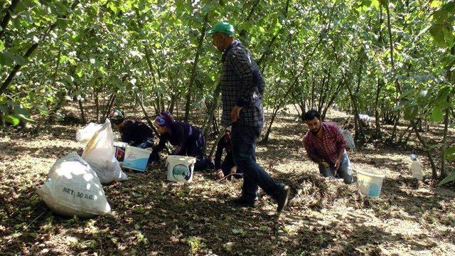 (özel Haber) Fındık İşçileri, Sakarya’daki Kazanın Son Olmasını İstiyor