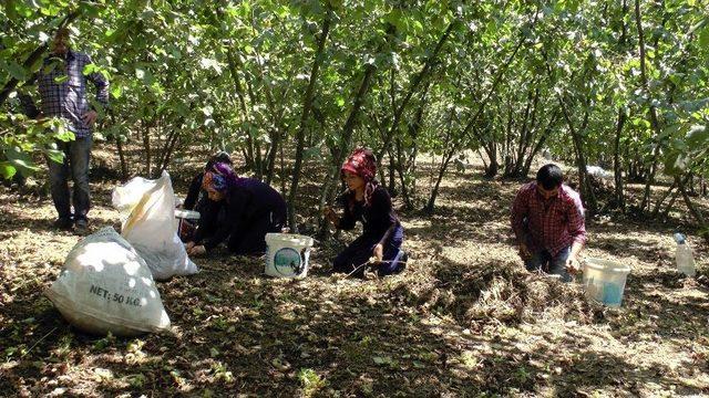 (özel Haber) Fındık İşçileri, Sakarya’daki Kazanın Son Olmasını İstiyor