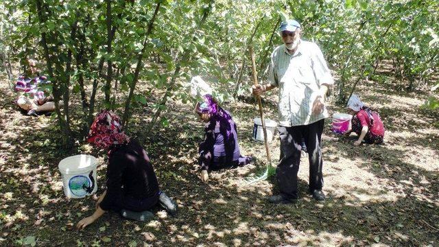 (özel Haber) Fındık İşçileri, Sakarya’daki Kazanın Son Olmasını İstiyor