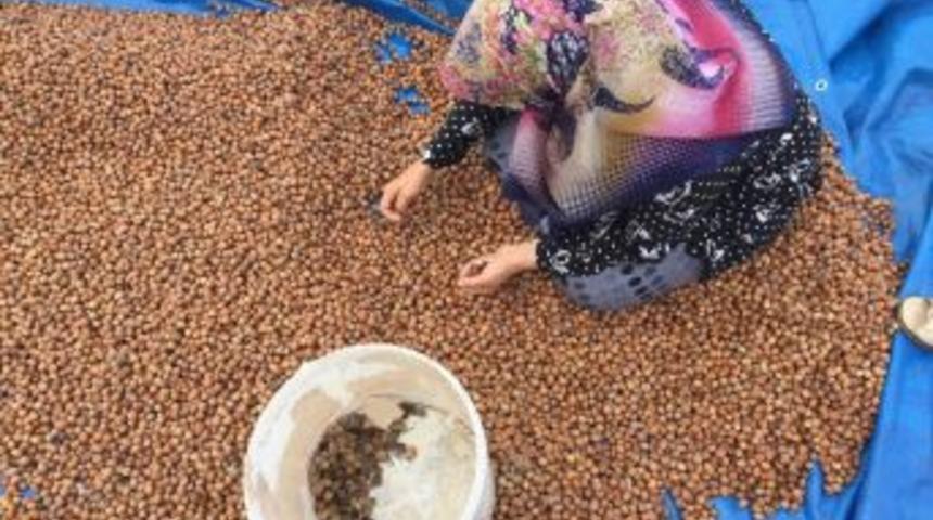 Fındık &Uuml;reticisine &lsquo;goruk&rsquo; Şoku