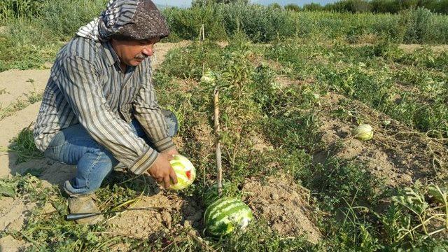 Susuzluk Sorunu Çeken Üreticiden İlginç Çözüm