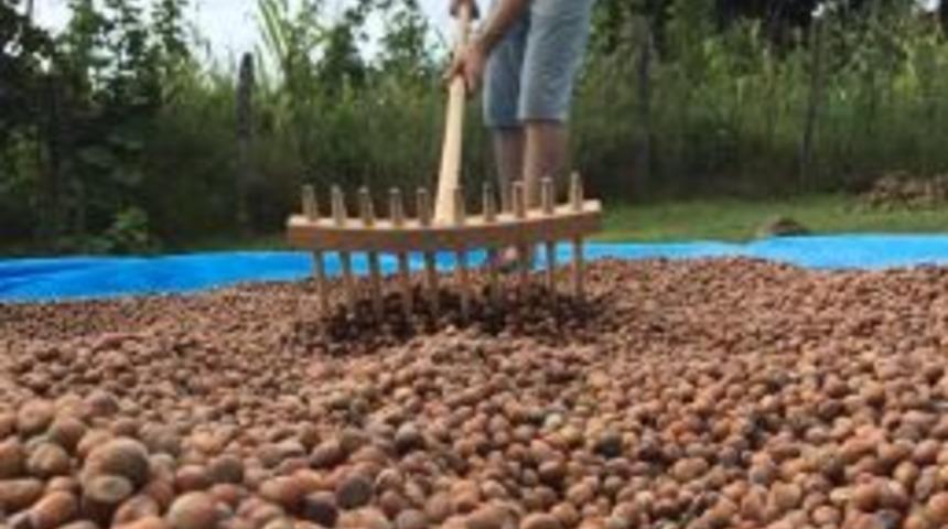 Tmo, Ordu’da İlk Fındığı 6 Eylül’de Alacak