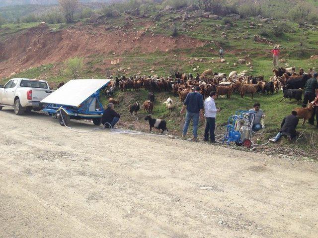 Hayvanlar, Artık Güneş Enerjisiyle Sağılacak