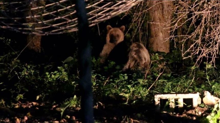 Ayı İkram Edilen Balı, Kutusuyla G&ouml;t&uuml;rd&uuml;