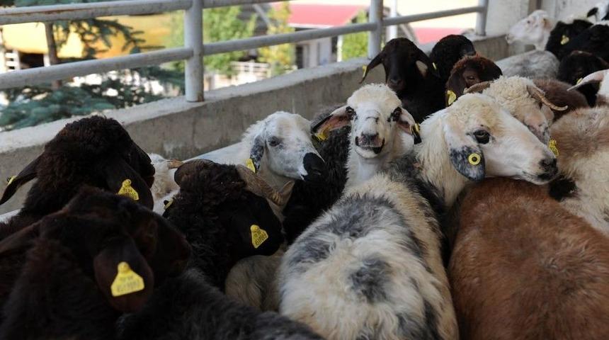 Altındağ Belediyesi Kurban Satış Merkezi’ne Yoğun İlgi