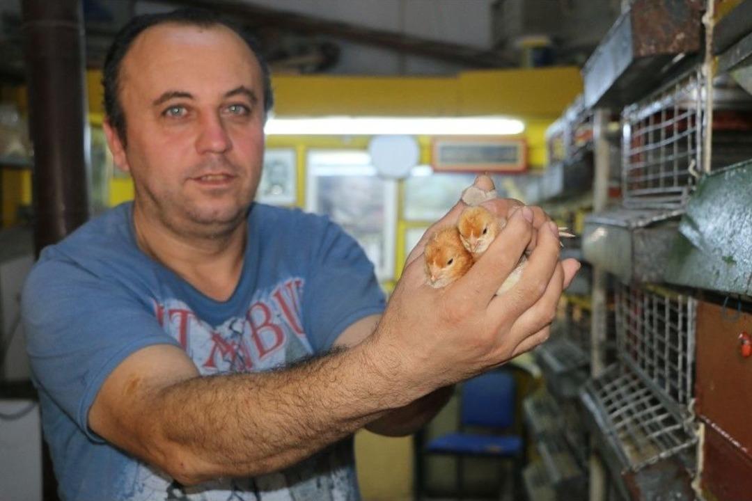 Civcivlerin Zorlu Bakım S&uuml;reci