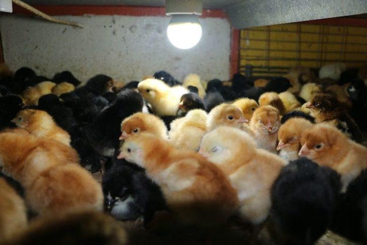 Civcivlerin Zorlu Bakım Süreci G1