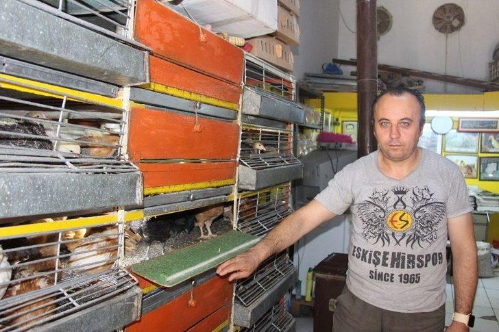 Civcivlerin Zorlu Bakım Süreci G2