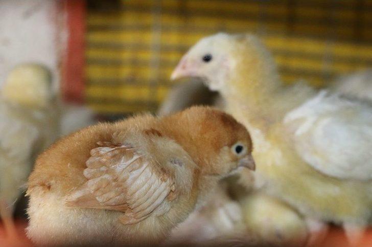 Civcivlerin Zorlu Bakım Süreci G3