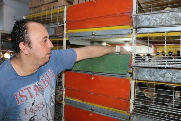 Civcivlerin Zorlu Bakım Süreci G4