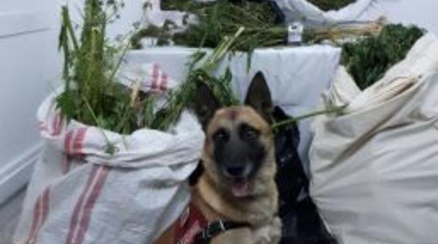 10,5 Kilo Esrarı ’atak’ Buldu