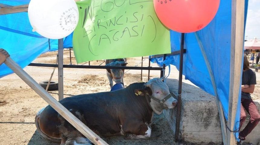 Otomobil Fiyatına Boğa