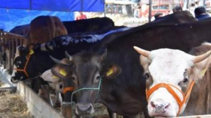 Kurbanlık Satış Yerlerinin Dağıtımına Başlandı