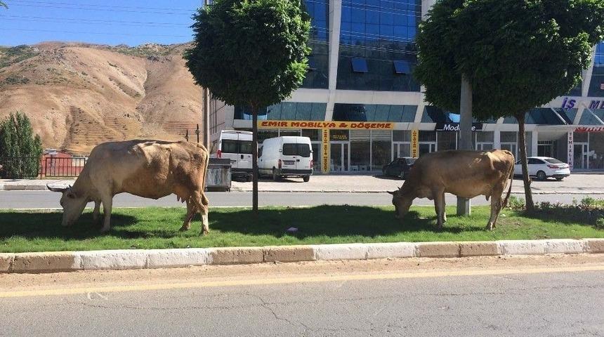 Ref&uuml;jler İneklere Otlak Yerleri Oldu