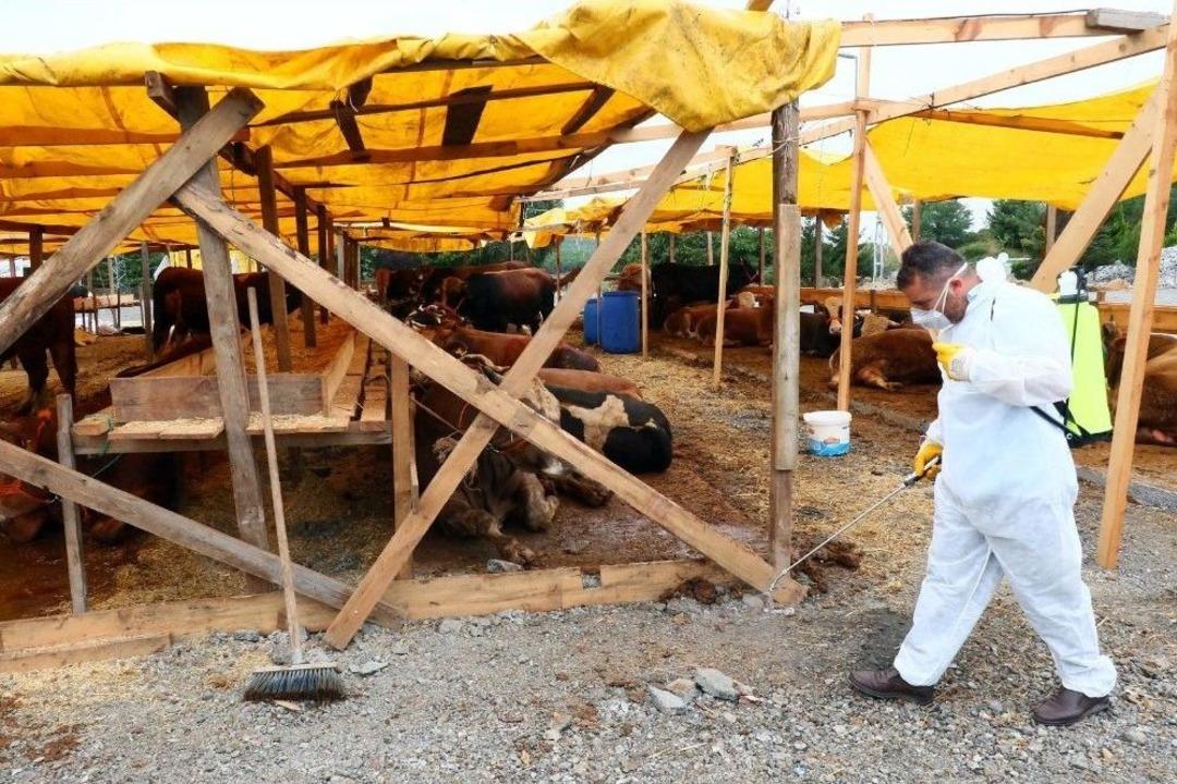 Ey&uuml;p&rsquo;te Kurban Bayramı Hazırlıkları Devam Ediyor