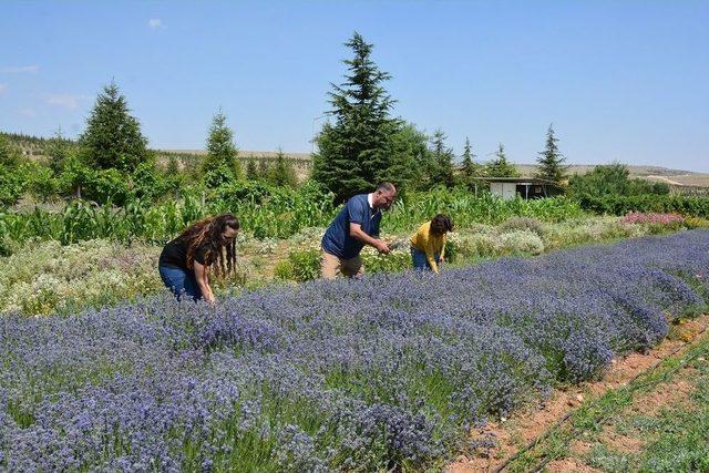 Türkiye’nin İlk Tıbbi Bitkiler Araştırma Ve Uygulama Çiftliği, Selçuk’ta