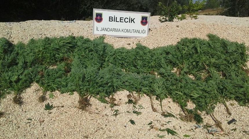 157 K&ouml;k Kenevir Bitkisi Ele Ge&ccedil;irildi