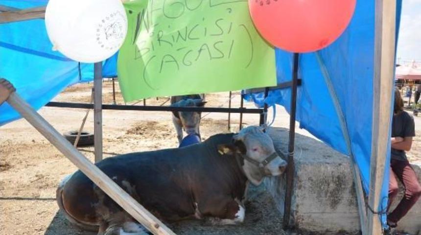 1 Ton 142 Kilogramlık &lsquo;Coni&rsquo; 19 Bin 500 Liraya Alıcı Bekliyor