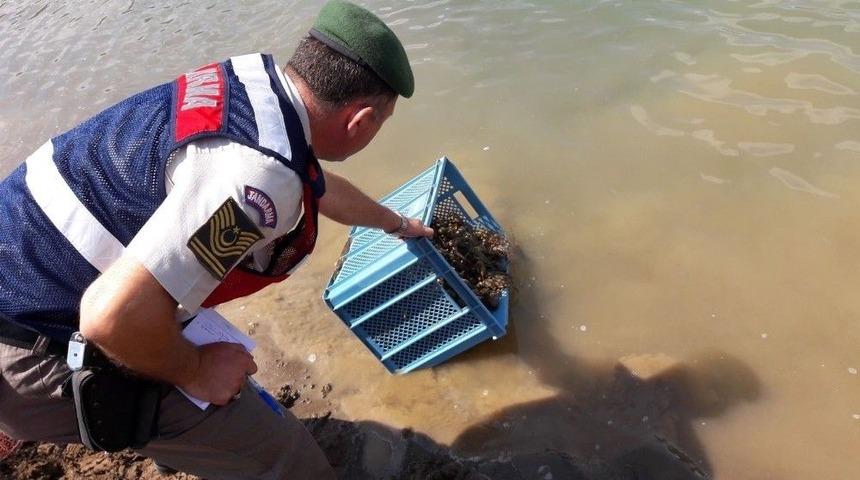 Jandarmadan Ka&ccedil;ak Kerevit Avcılığı Yapanlara Su&ccedil;&uuml;st&uuml;