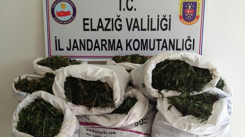 Elazığ’da 3 Bin 125 Kök Hint Keneviri Ve 75 Kilo Esrar Ele Geçirildi