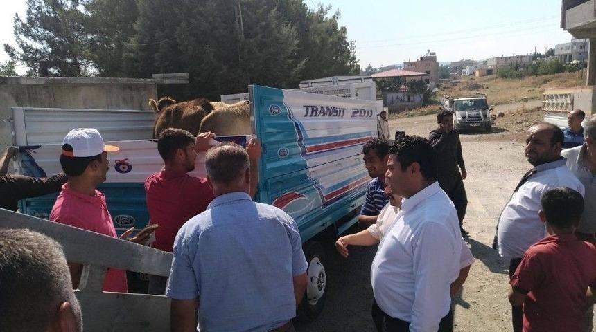 Genç Çiftçilere 96 Adet Büyükbaş Hayvan Dağıtıldı