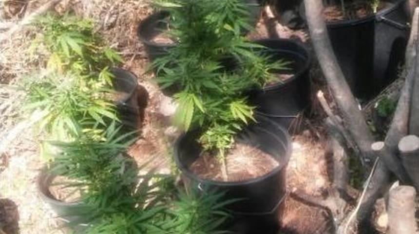 Jandarmadan Uyuşturucu Operasyonu