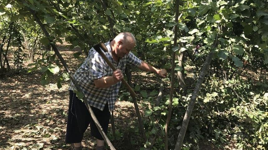 Fındık Fiyatına Kızdı, Fidanlarını Kesti