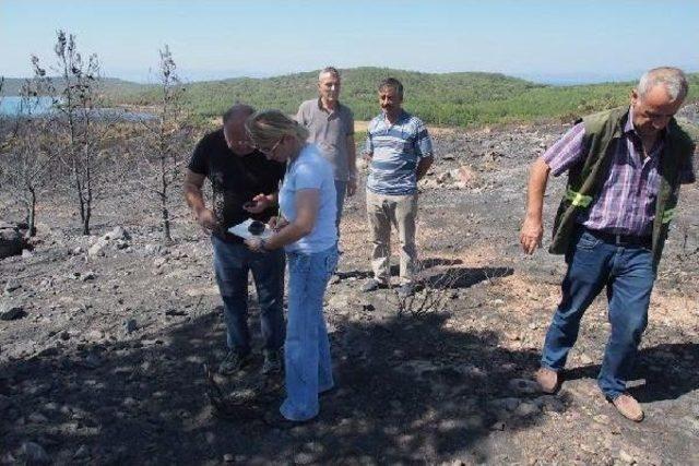 Ayvalık'ta Yanan Bölgeye Sembolik Fidan Dikimi