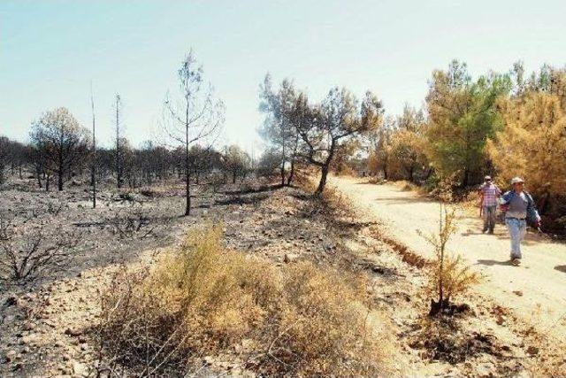 Ayvalık'ta Yanan Bölgeye Sembolik Fidan Dikimi