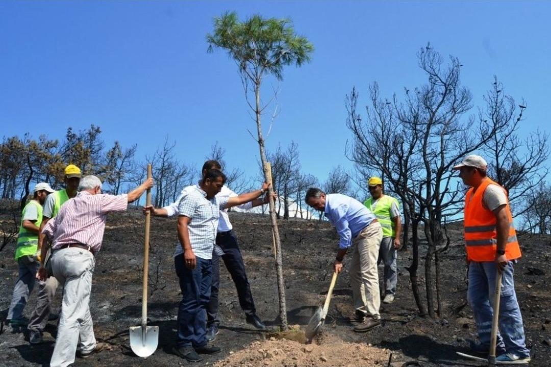 Yangında Kararan Orman Yeniden Yeşertiliyor